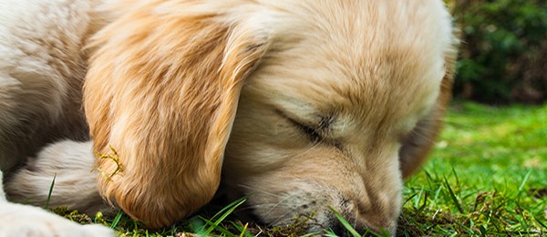 „Freude schöner Götterfunken“